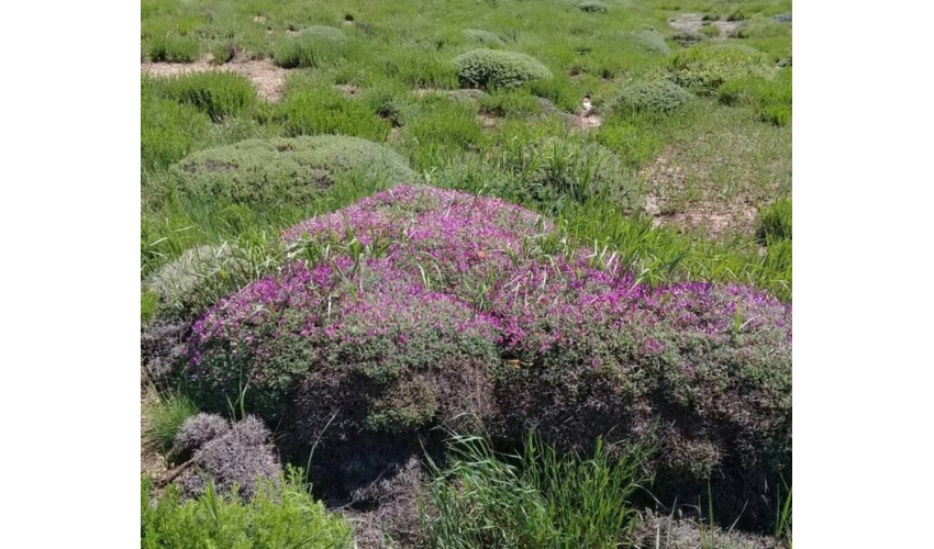 کنترل آفات، بیماری‌ها و اطفای حریق در اولویت سازمان منابع طبیعی و آبخیزداری کشور