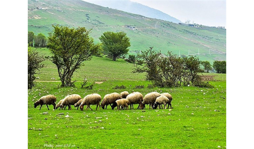 پیشنهاد روز ملی مرتع و مرتعداری پایدار در تقویم رسمی کشور از سوی وزیر جهاد کشاورزی 