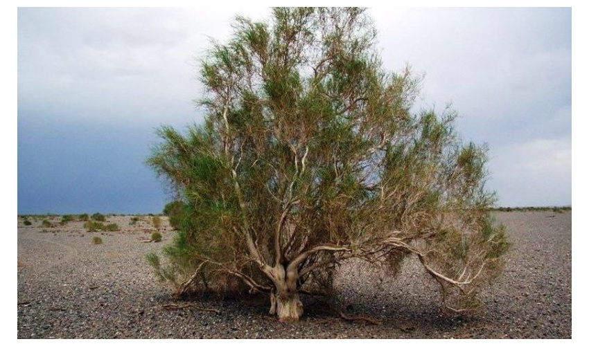 تاغزارهای بی‌دفاع در برابر سودجویان و قوانینی که بازدارنده نیست