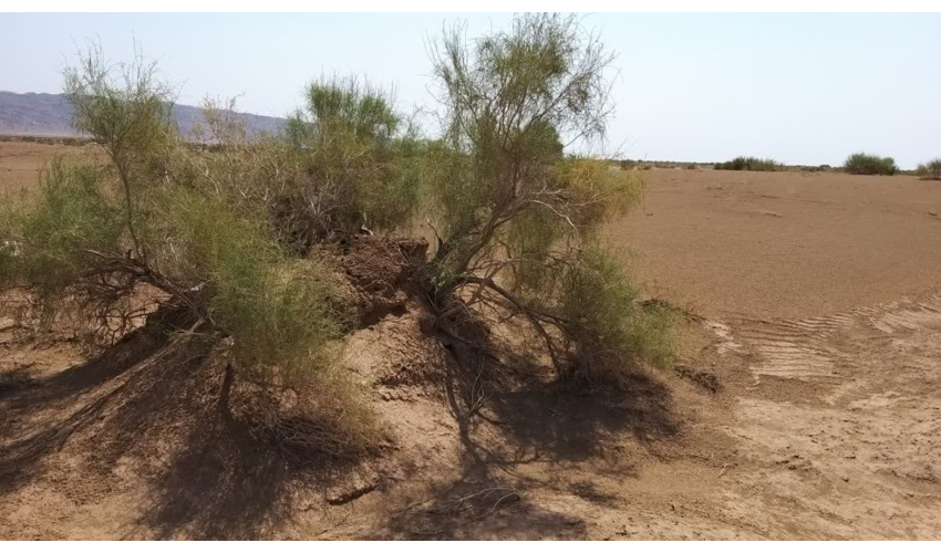 اجرای طرح بیابان زدایی در اراضی فرومد شهرستان میامی