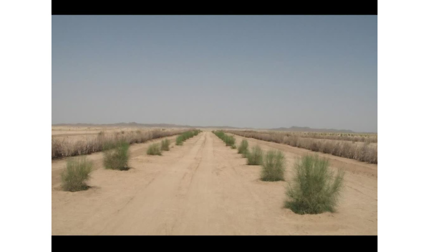 آغاز اجرای عملیات مراقبت و آبیاری سنواتی در کانون های بحرانی شهرستان آرادان 