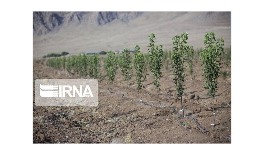 دولت سیزدهم طرح محوری کاشت یک میلیارد درخت را کلید زد/ تولید 300 میلیون نهال ظرف یک سال