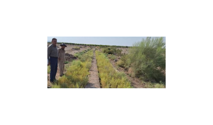 ۵۰۰ میلیون ریال چوب تاغ قاچاق در شهرستان شاهرود کشف شد