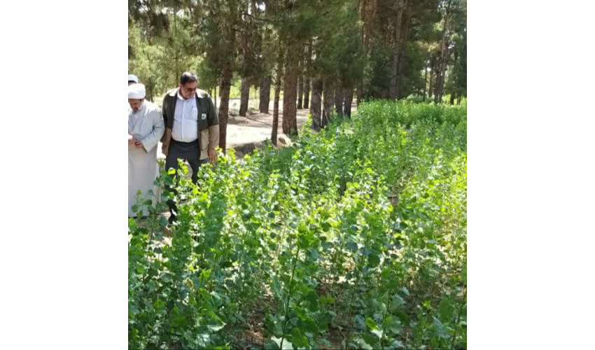 طرح کاشت یک میلیارد درخت در انتظار تخصیص اعتبار