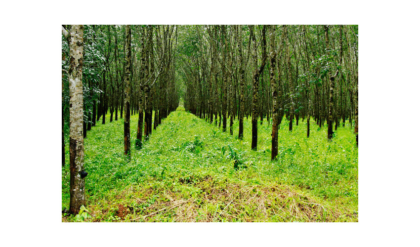 تخصیص حدود ۱۰۰ میلیارد تومان اعتبار به طرح صیانت از جنگل