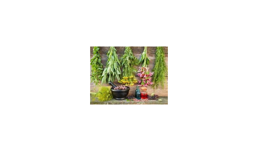 کشت گیاهان دارویی در 3500 هکتار از مراتع استان سمنان هدف‌گذاری شد