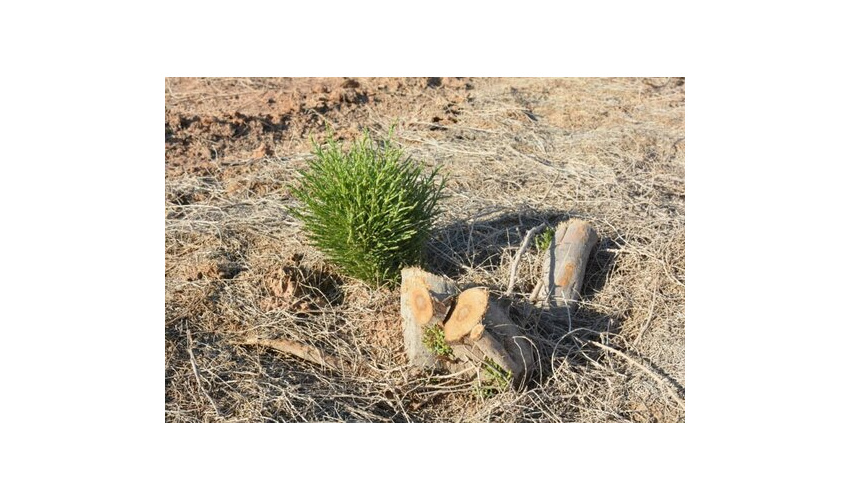 تثبیت مالکیت اراضی ملی، کاداستر اراضی در سطح 240 هزار هکتار پیگیری و اسناد بنام سازمان منابع طبیعی 