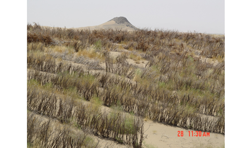 طرح بادشکن برای تثبیت کانون‌های گرد و غبار حاشیه مزارع