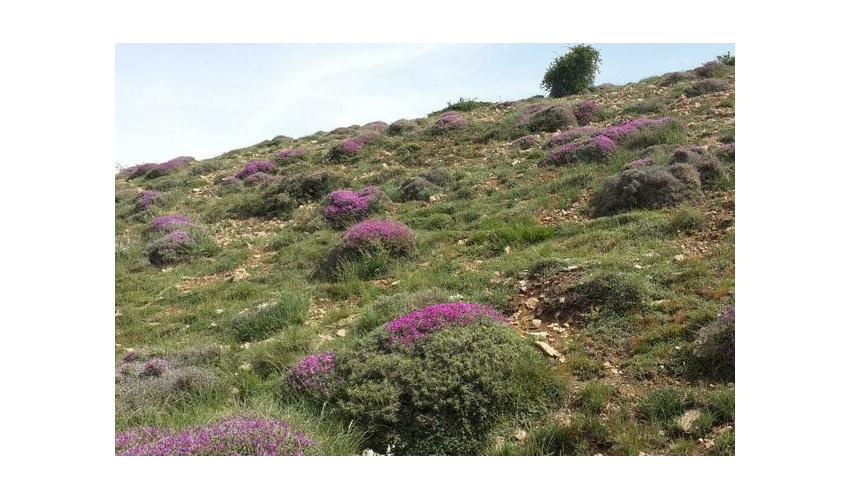 در مدیریت مراتع کشور، حفاظت اصل است