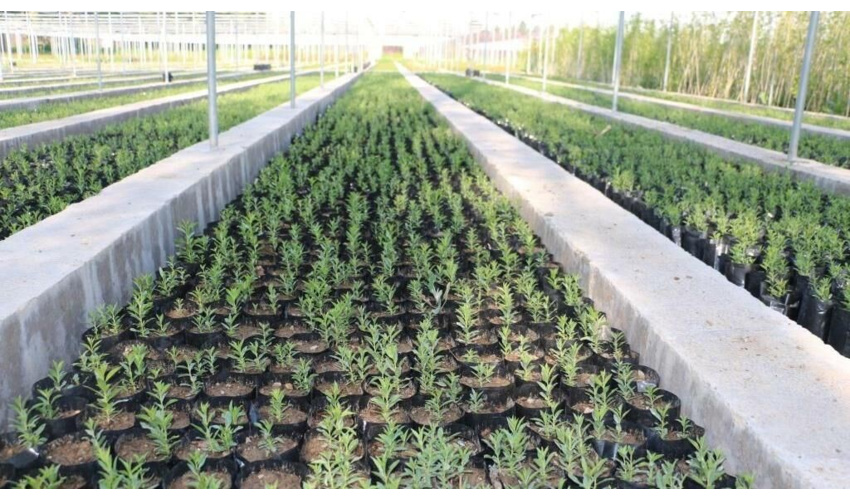 طرح یک میلیارد درخت نهالستان های منابع طبیعی را زنده کرد