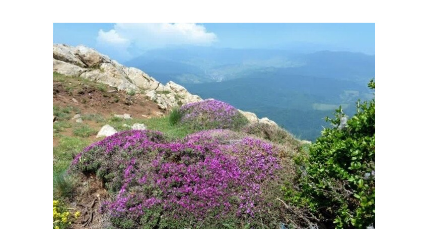 ۴ فقره اجرای طرح مرتع داری استان سمنان احاطه مدیریت شد