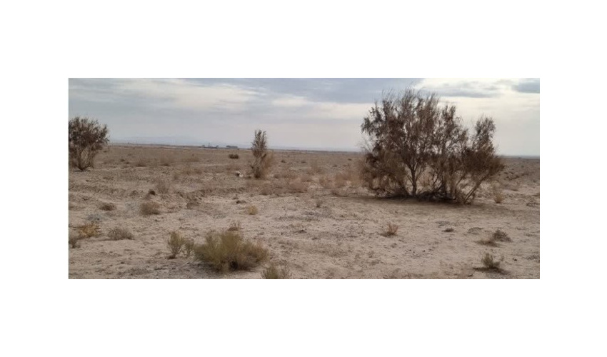 دستگیری دو نفر از عاملان تخریب و قطع درختان تاغ در منطقه صوفی آباد 