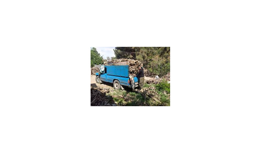 کشف بیش از ۵۵۰ کیلوگرم چوب تاغ قاچاق در دامغان 