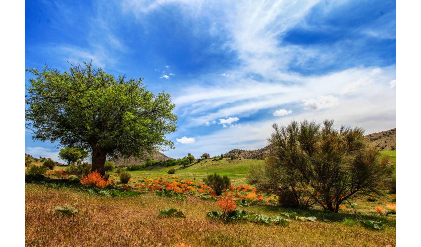  مرآت گزارش می‌دهد؛چوب تاغ اسیر در چنگال قاچاقچیان
