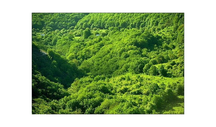 توقیف و کشف یک نیسان حامل گیاه قاچاق چلم به حجم  یک هزار کیلوگرم