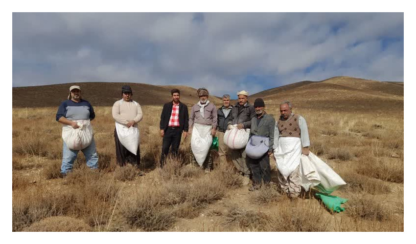 کشت باریجه در 250 هکتار از مراتع ییلاقی شهرستان آرادان آغاز گردید