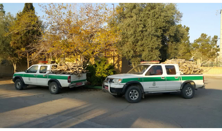  کشف ۱.۲ تن چوب تاغ قاچاق در شهرستان سرخه