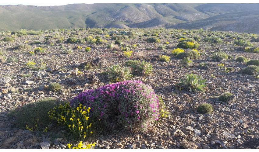 چهارمین پویش بذرکاری و بذرپاشی شهرستان دامغان در مرتع تل سفید 