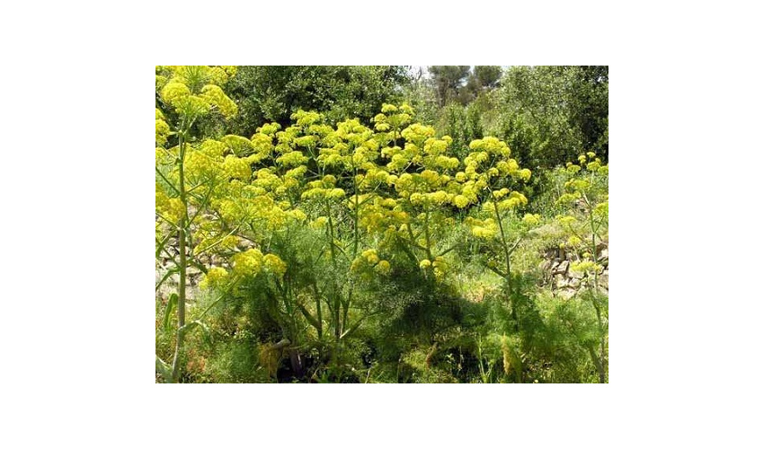 ارتفاعات دامغان بستر مناسب کشت باریجه