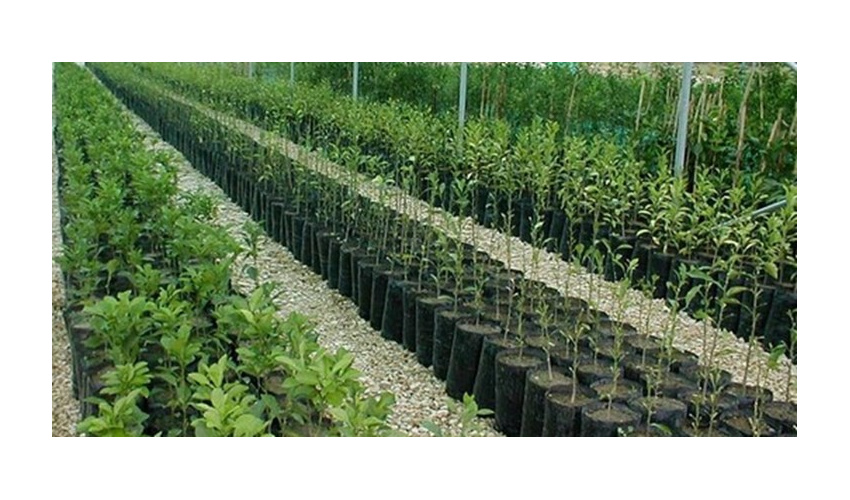 توجه به طرح کاشت یک میلیارد درخت با تولید ۸۰ هزار نهال اکالیپتوس در گرمسار