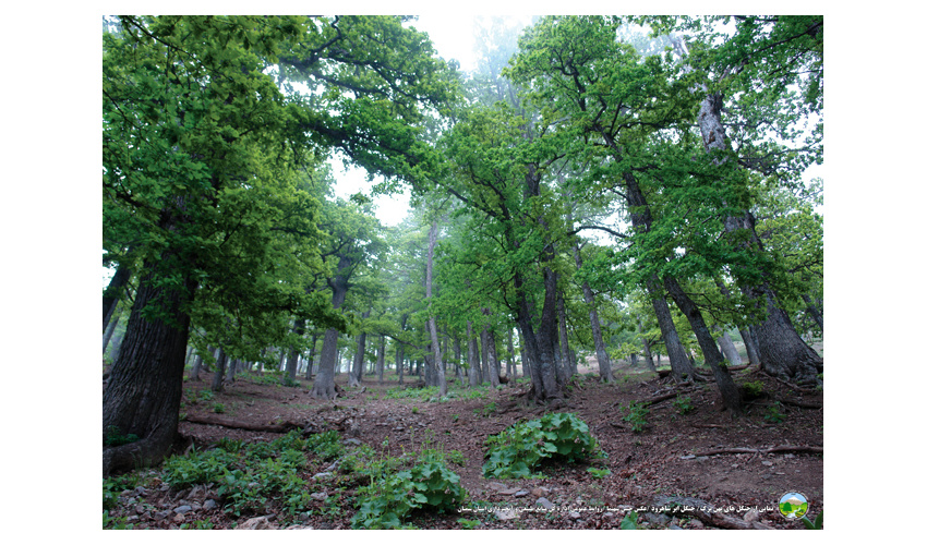 اختصاص ردیف بودجه برای حفظ جنگل‌های زاگرس 