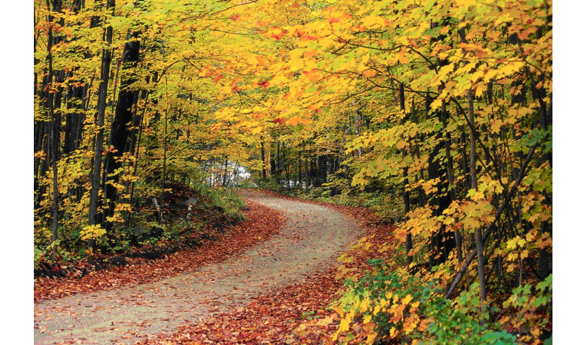 معاون سازمان منابع طبیعی: جنگل‌ هیرکانی منبع تامین چوب نیست!