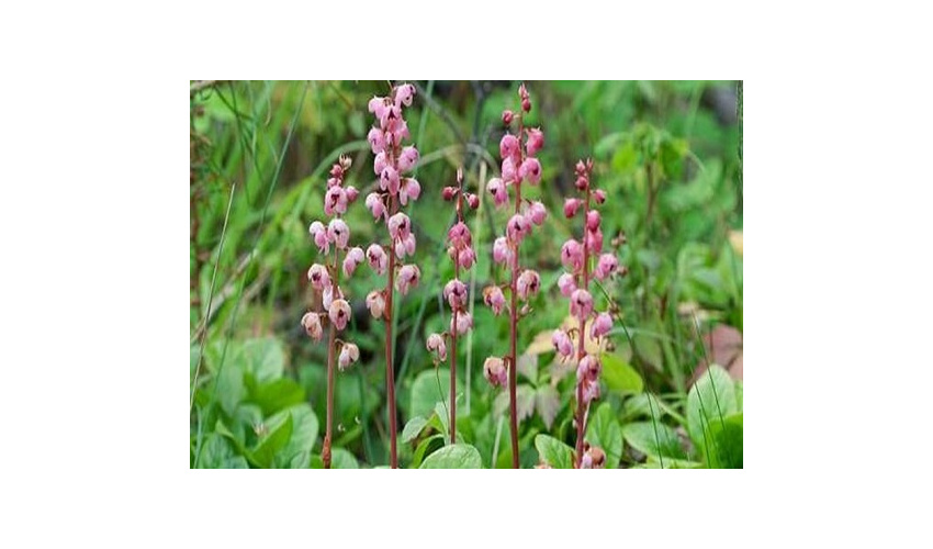 پنل‌ خورشیدی در مراتع"؛ تولید انرژی و محافظت از منابع طبیعی