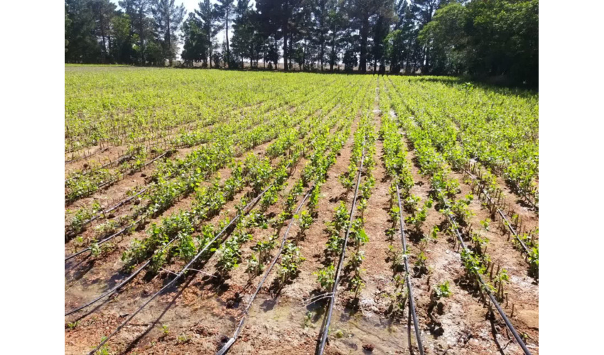 توزیع نهال در راستای طرح مردمی کاشت یک میلیارد درخت 