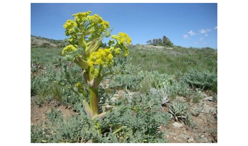 کشت باریجه در ارتفاعات شهرستان دامغان 