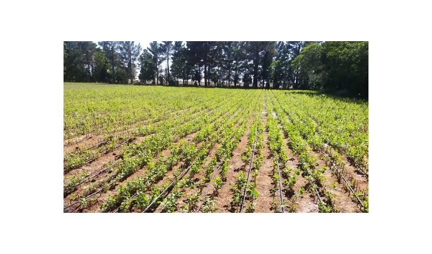 کوچ عشایر محور نشست مدیران ۱۱ استان زاگرس‌نشین در ایلام