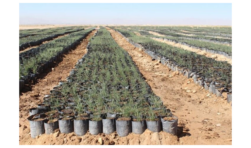 سهم شهرستان دامغان ازطرح مردمی"کاشت یک میلیارددرخت درکشور"در سالجاری 440 هزار نهال است