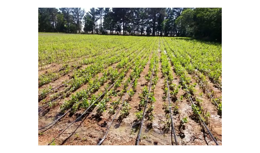 توزیع نهال میان نمازگزاران شاهرود و بسطام همزمان با هفته منابع طبیعی