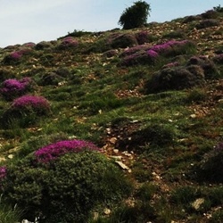 مساحت اراضی مرتعی**4208528**هکتار