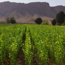 سایر اراضی **534240** هکتار